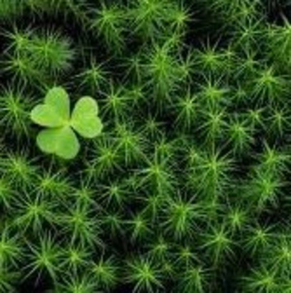 Meet your Posher, Nina - Picture 1 of 1